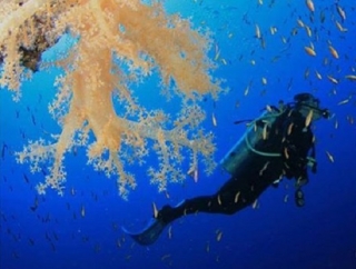  diving courses 